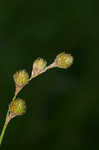 Ozark sedge